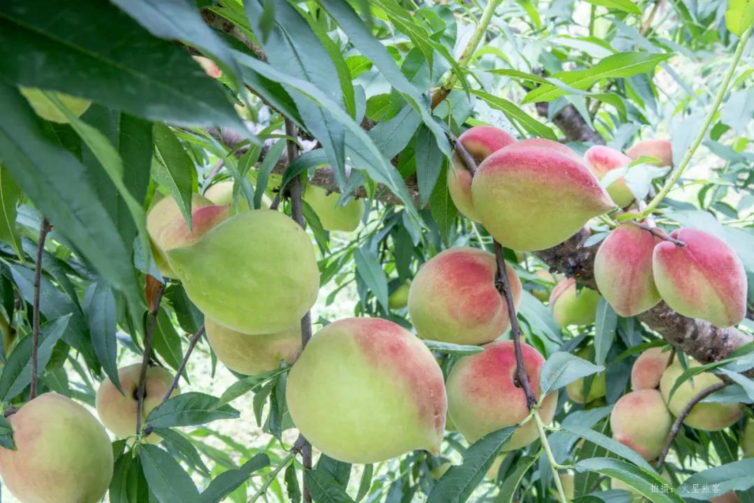 亲农好物｜翁源鹰嘴桃，，，好吃“桃”不掉！